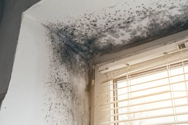 Affordable Mold Cleanup solutions in Moon, VA